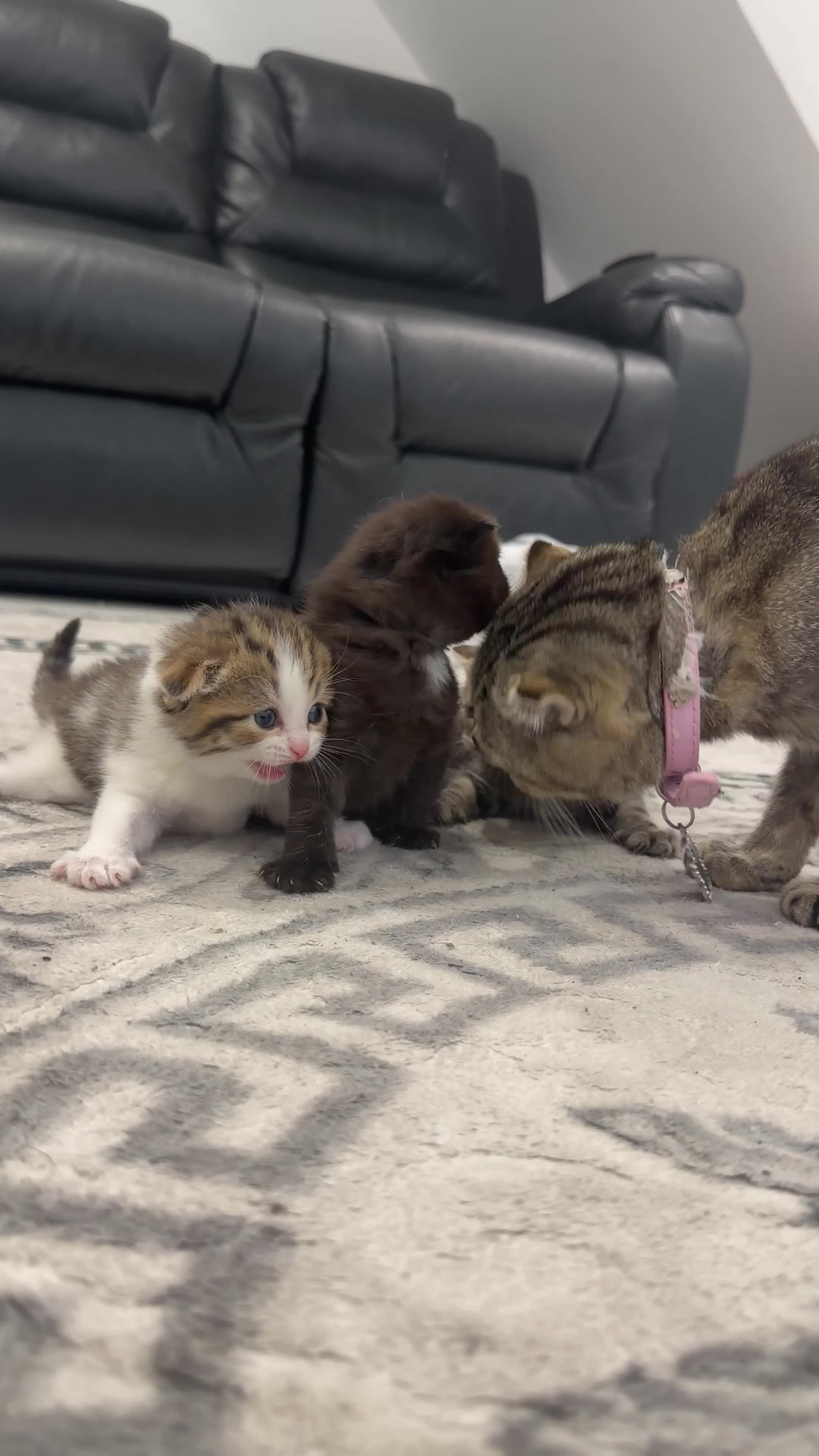 British Shorthair cats for sale: Mixed Scottish fold / Scottish straight  - Video 1