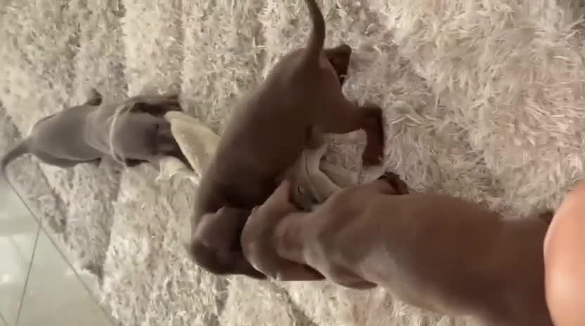 Dachshund dogs for sale: Puppies  in Kingswinford - Video 1
