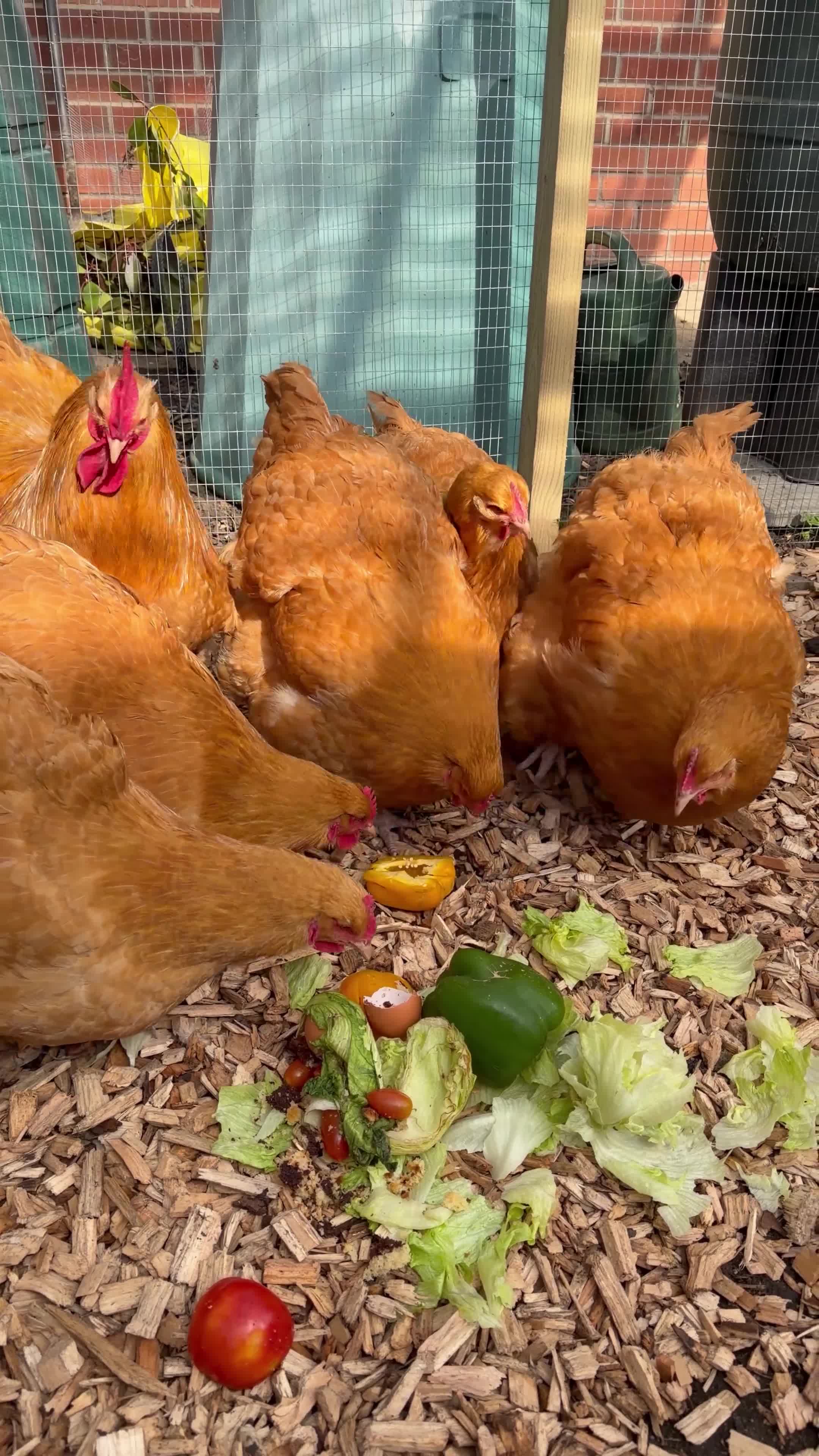 Chickens poultry for sale: Buff Orpington Chickens  in London - Video 1