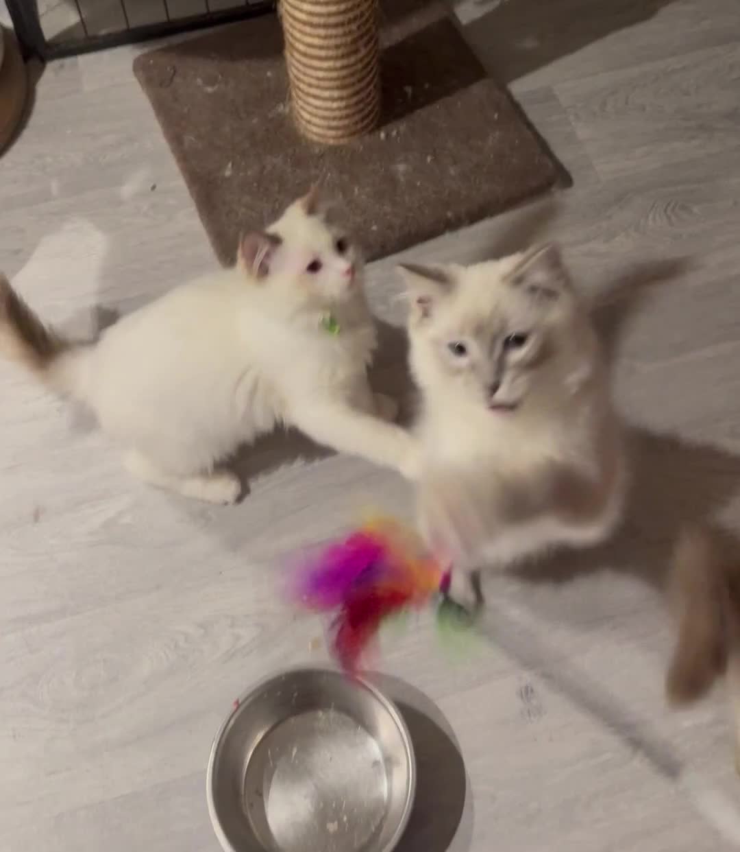 Ragdoll cats for sale: 🥇AWARD WIN 🏆 GCCF RAGDOLL KITTENS  - Video 1