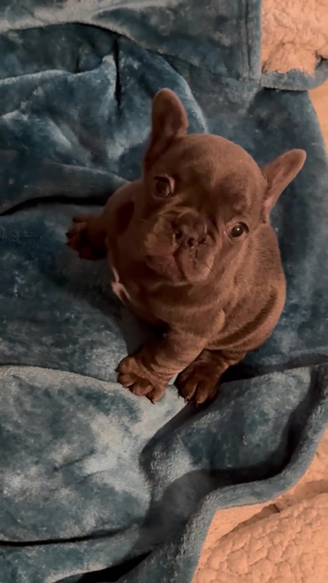 French Bulldog dogs for sale: French bulldog puppy  - Video 2