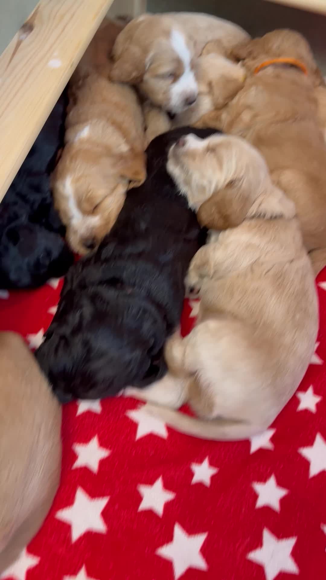 Cockapoo dogs for sale: FB1 Cockapoos for sale  - Video 1