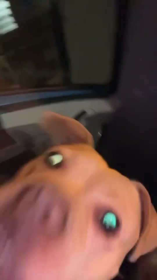 Mixed Breed dogs for sale: Staffy x frenchie - Video 1