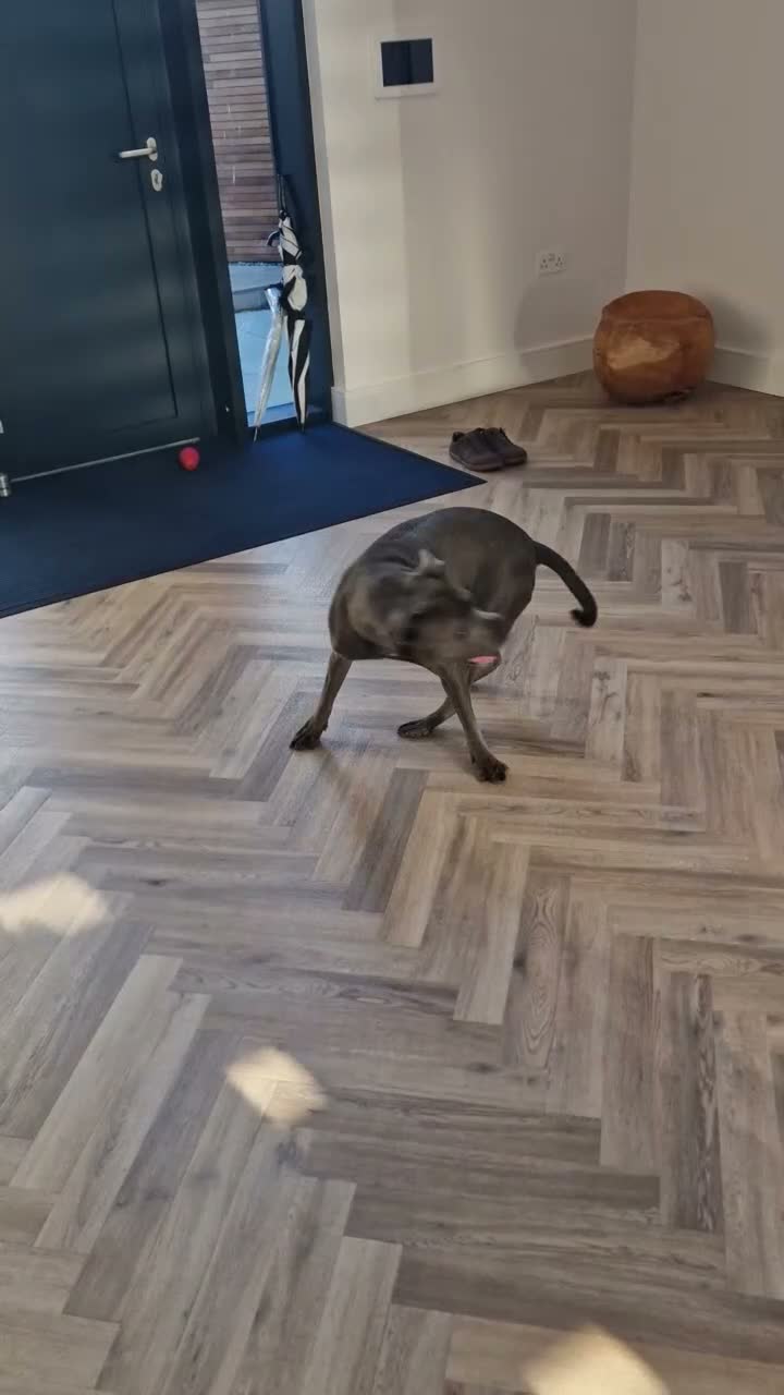 Staffordshire Bull Terrier dogs for sale: Gorgeous Blue Staffy needs a new home - Video 1