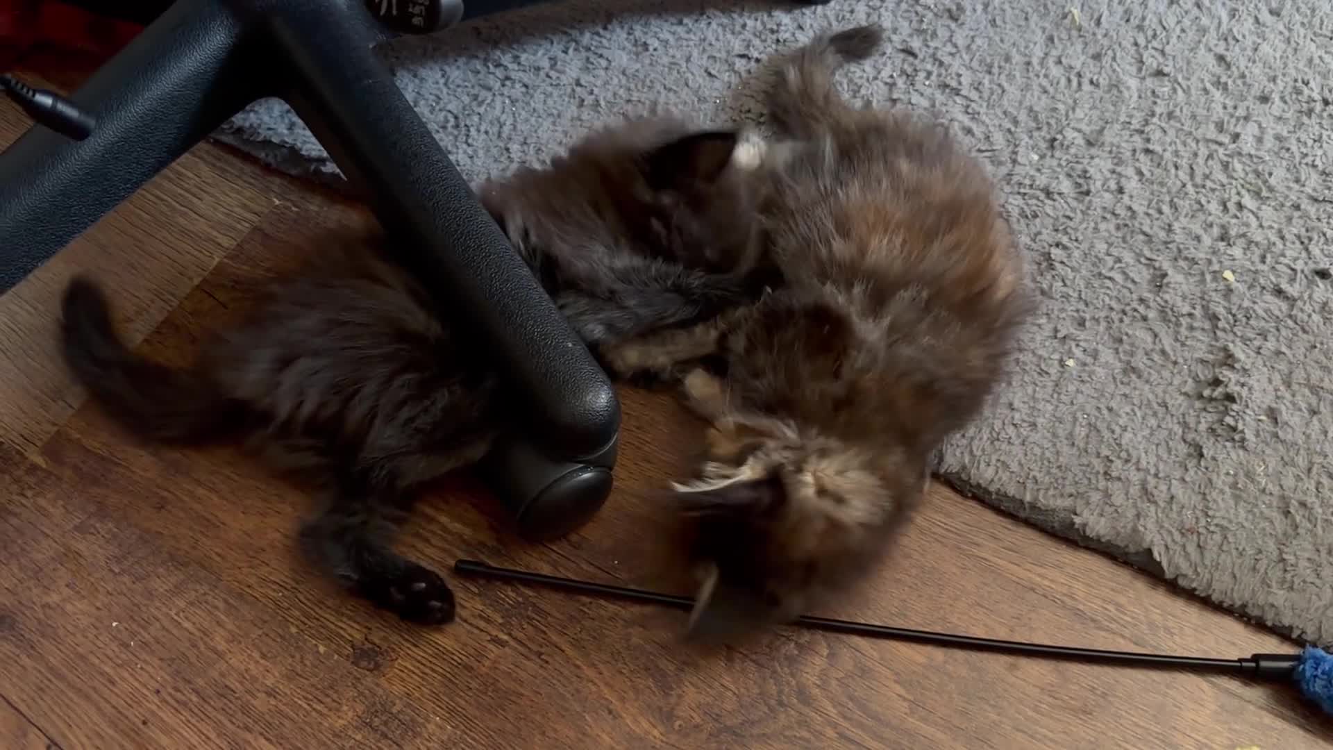 Maine Coon cats for sale: ❤️ Maine Coon kittens TICA registered ❤️ - Video 2