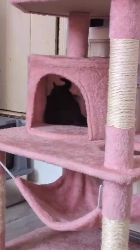 Mixed Breed cats for sale: 4 Beautiful Kittens are available to move in! - Video 1