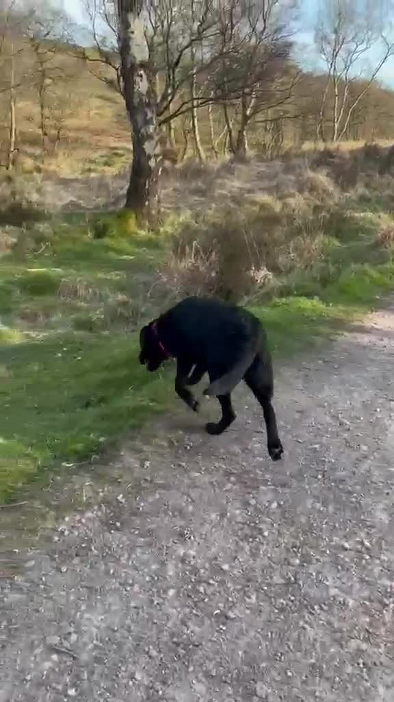 Labrador Retriever dogs for sale: Playfull and friendly Labrador in Wolverhampton - Video 2