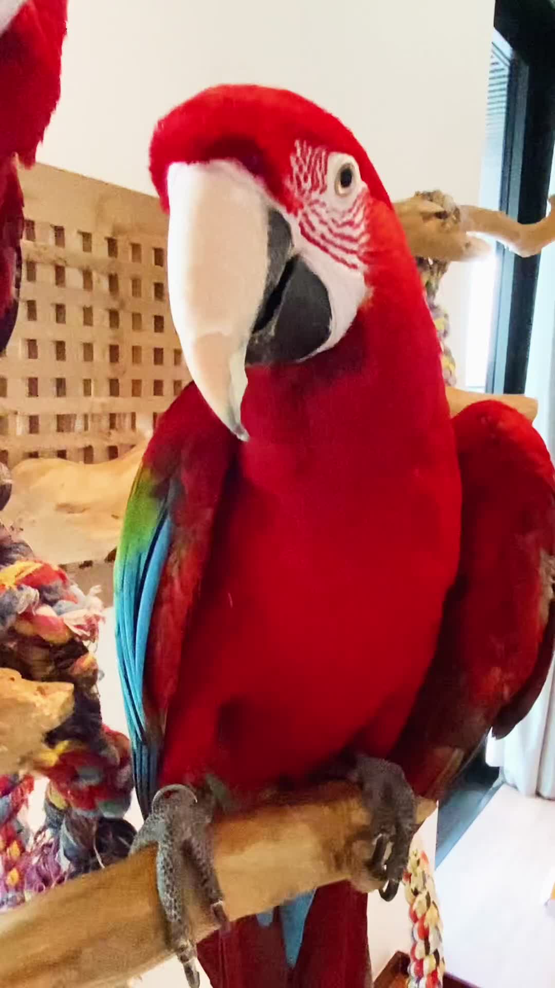 Macaws birds for sale: Greenwing Macaw - Gentle Giant, Very Talkative! - Video 1