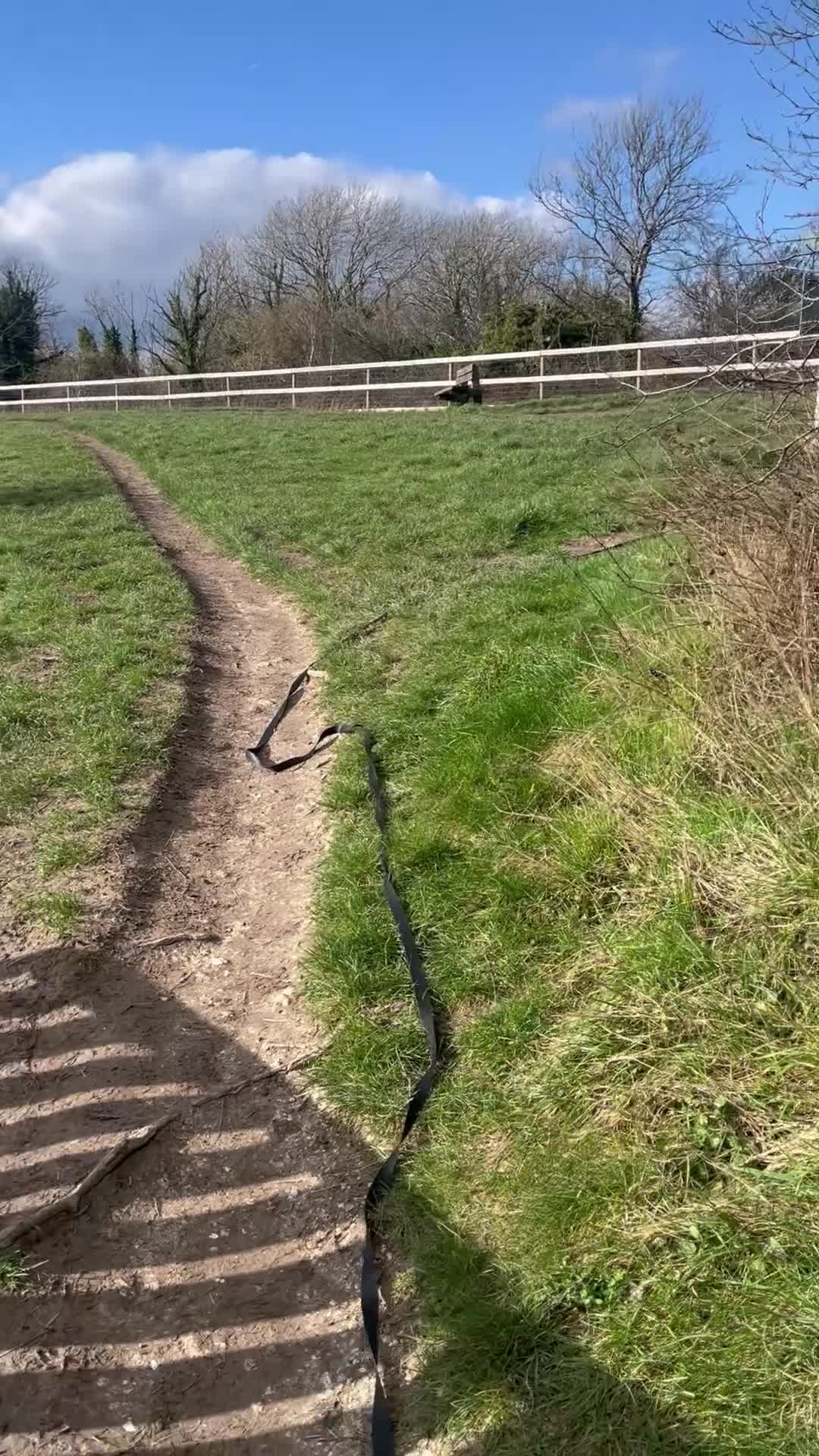 Mixed Breed dogs for sale: Bobby from Macedonia in Guildford - Video 2