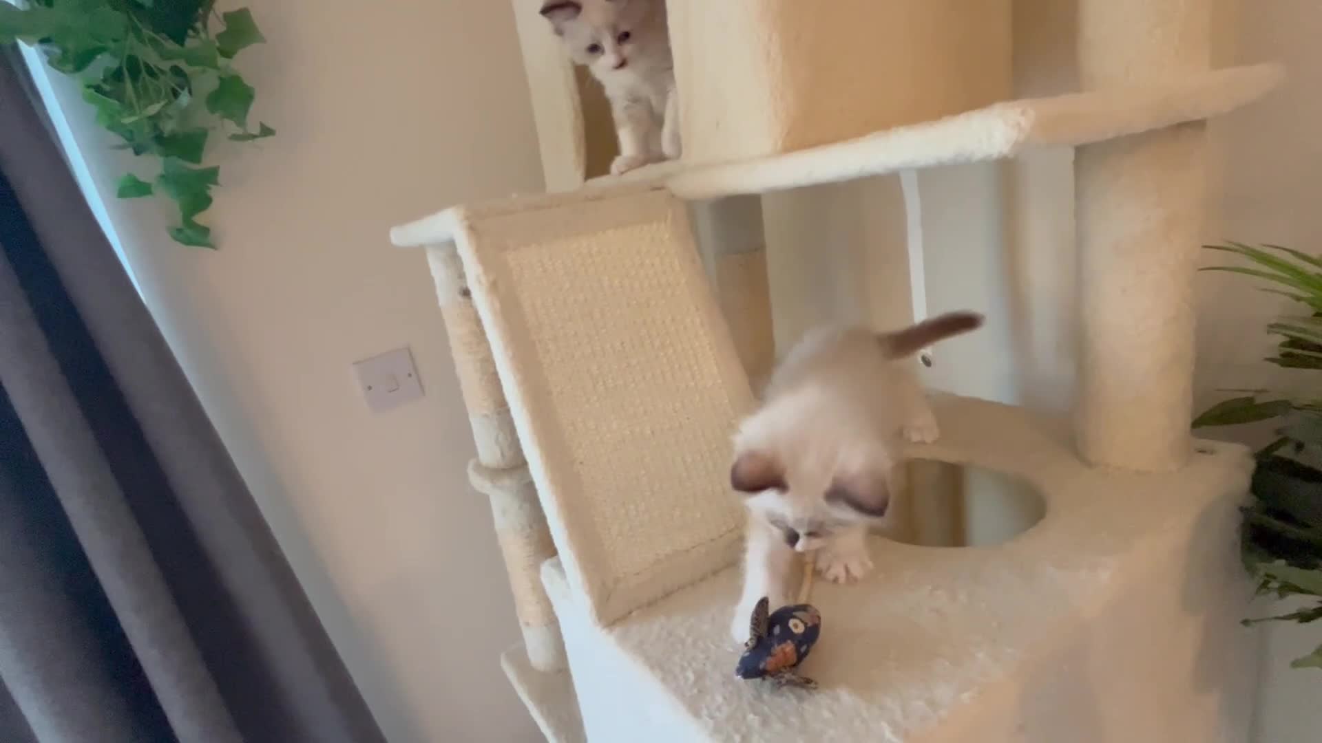 Ragdoll cats for sale: Pure ragdoll 7 weeks old clearance sale London  - Video 1