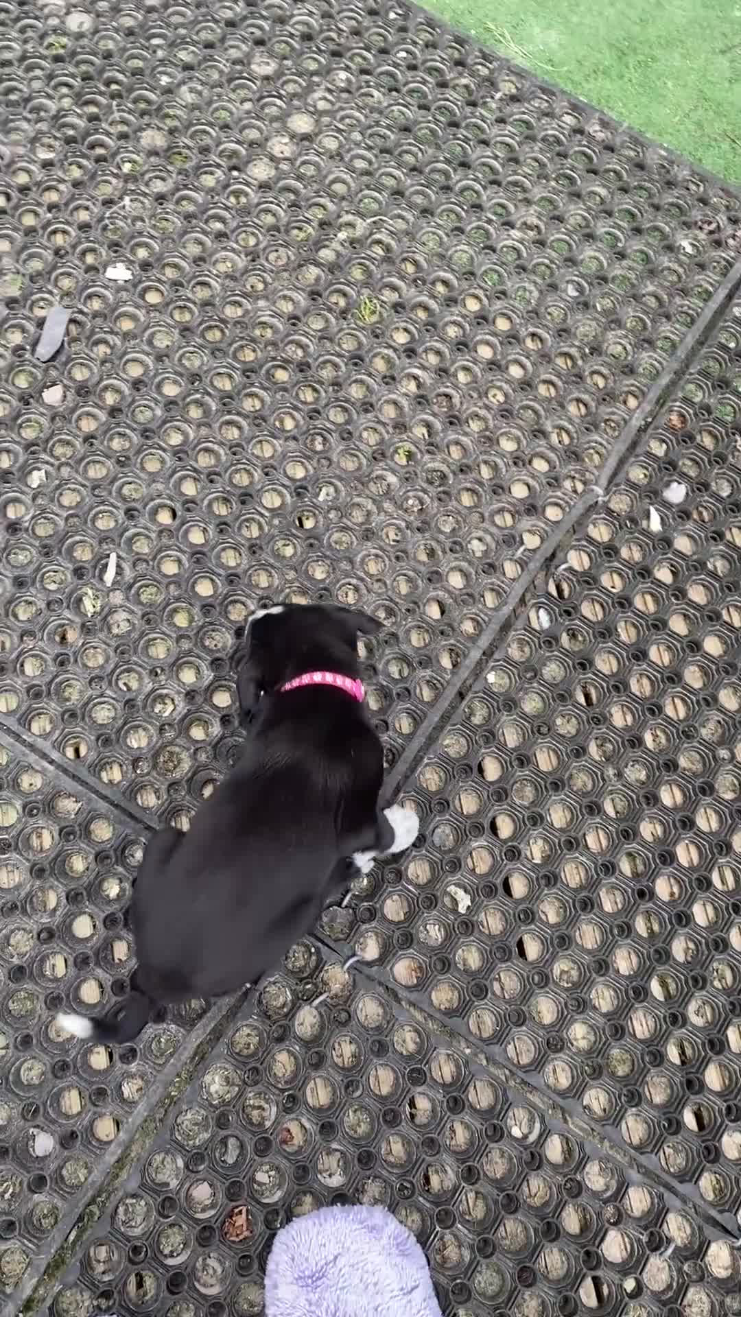 Mixed Breed dogs for sale: Border Collie Cross Pups ready for forever homes in Cairndow - Video 1