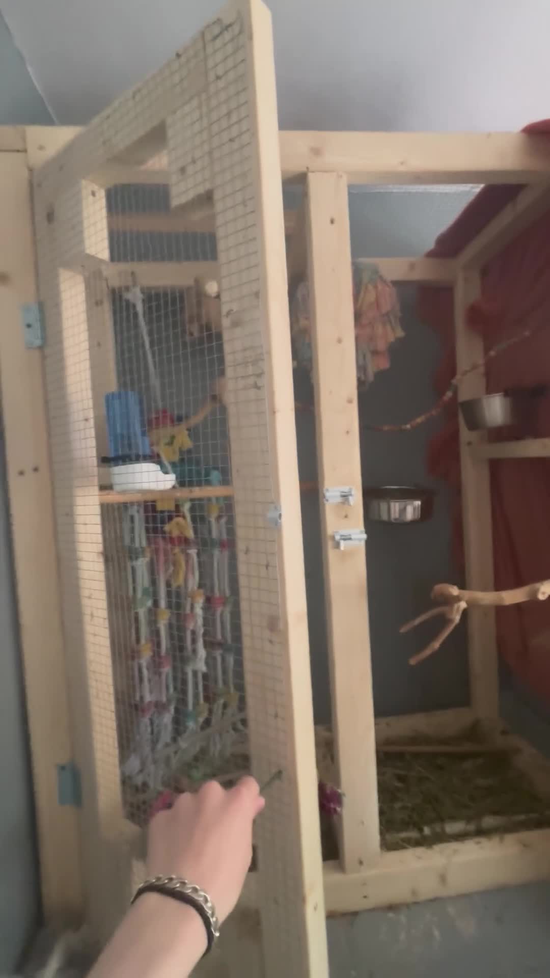 Conures birds for sale: Hand-reared baby conure - Video 2