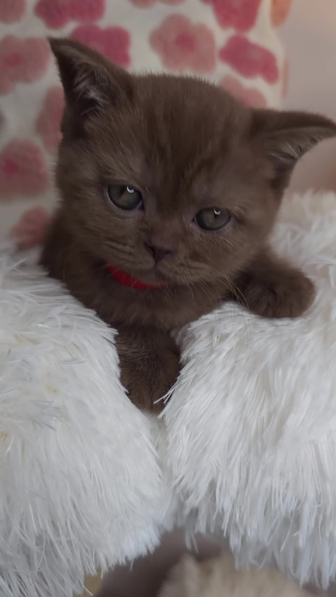 British Shorthair cats for sale: Luxury British Shorthair 🧸 Rare Lilac & Cinnamon - Video 5