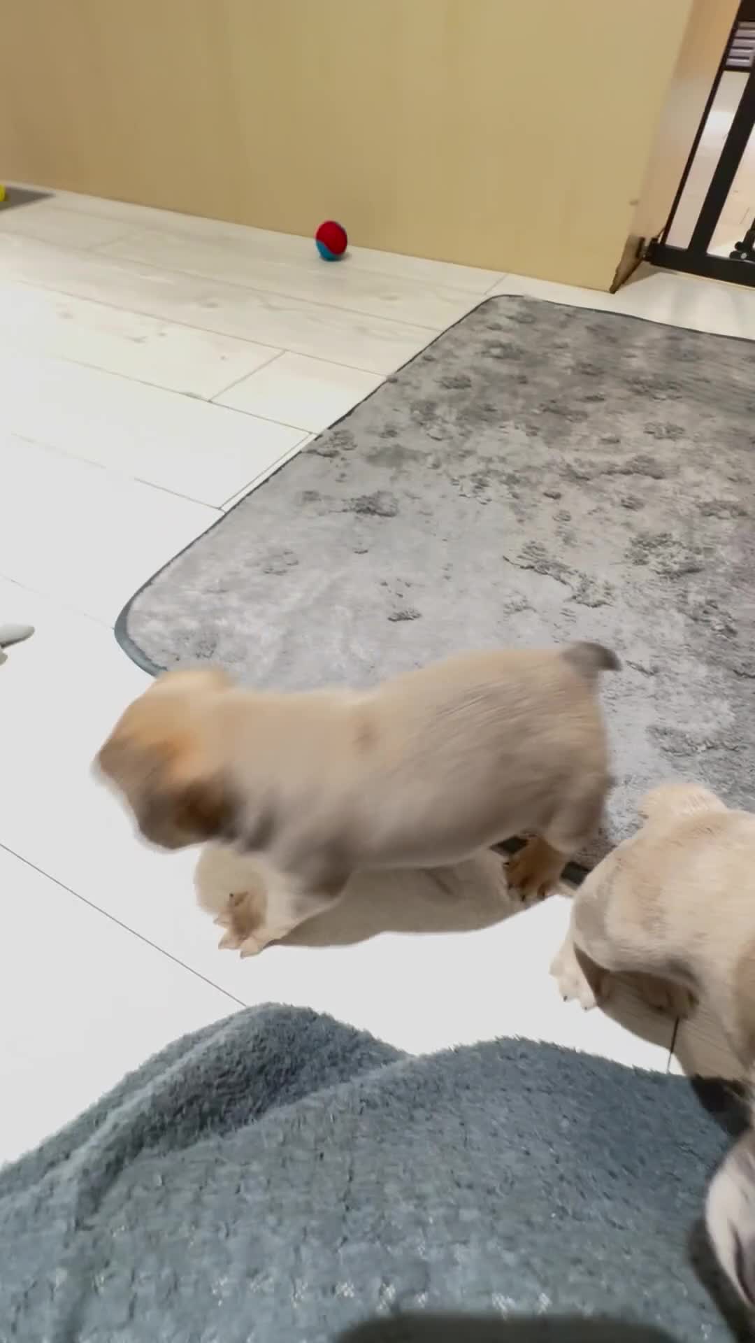 French Bulldog dogs for sale: platinum and Isabella blue fawn French bulldog  - Video 3