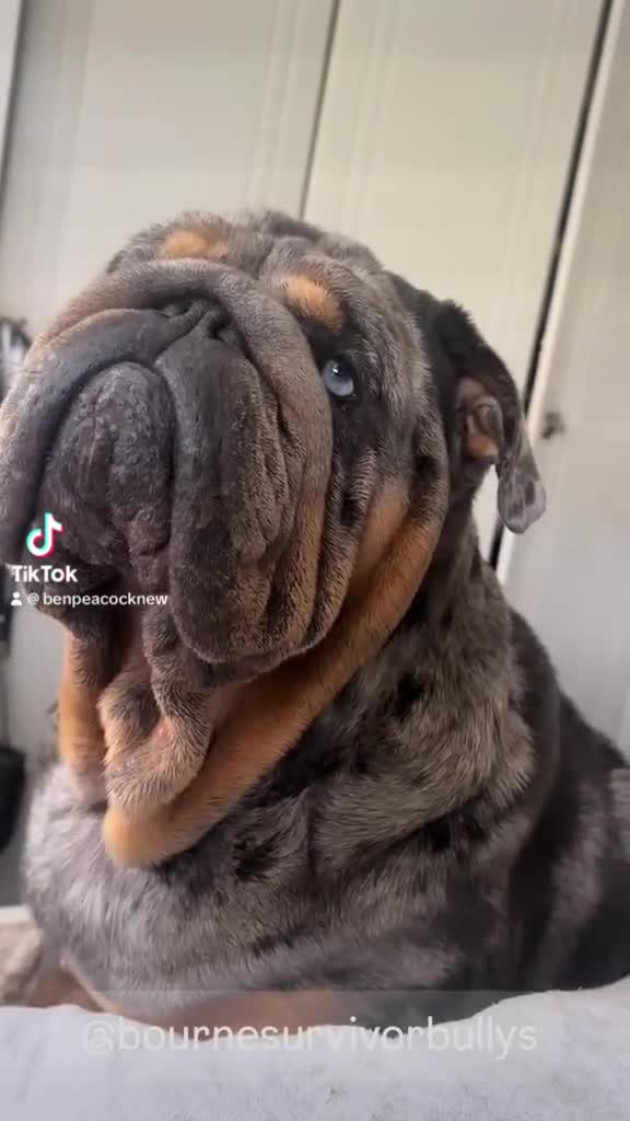 English Bulldog dogs for stud: Bugzy - Video 1