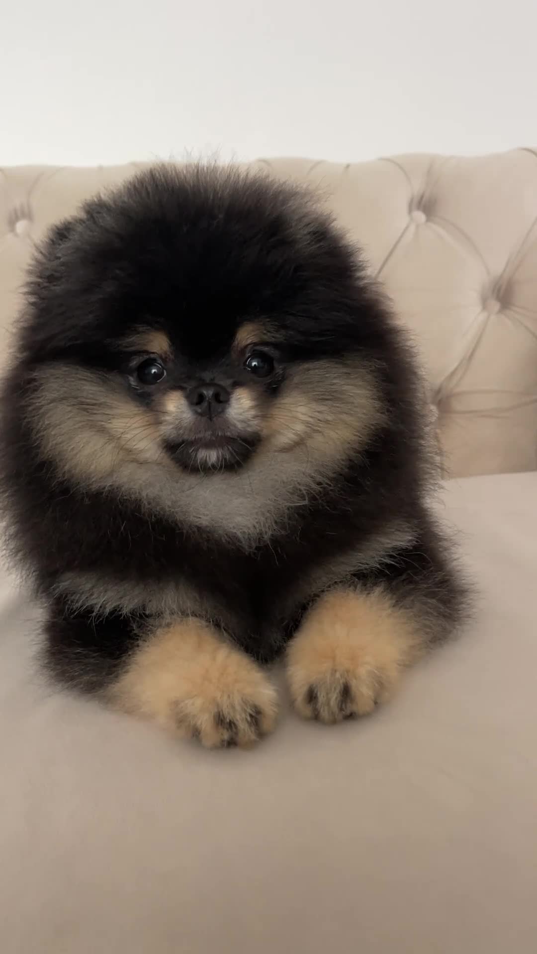 Pomeranian dogs for sale: 👑 Exclusive Rare Black & Tan Boy 👑 - Video 2