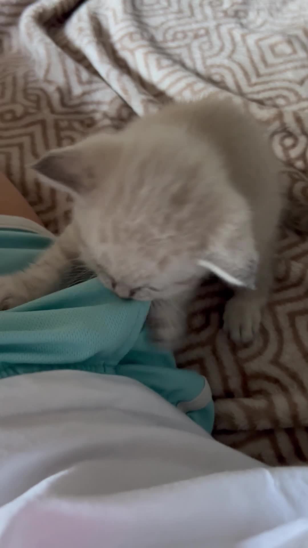 Mixed Breed cats for sale: Gorgeous Ragdoll x British Shorthair Kittens in Solihull - Video 2