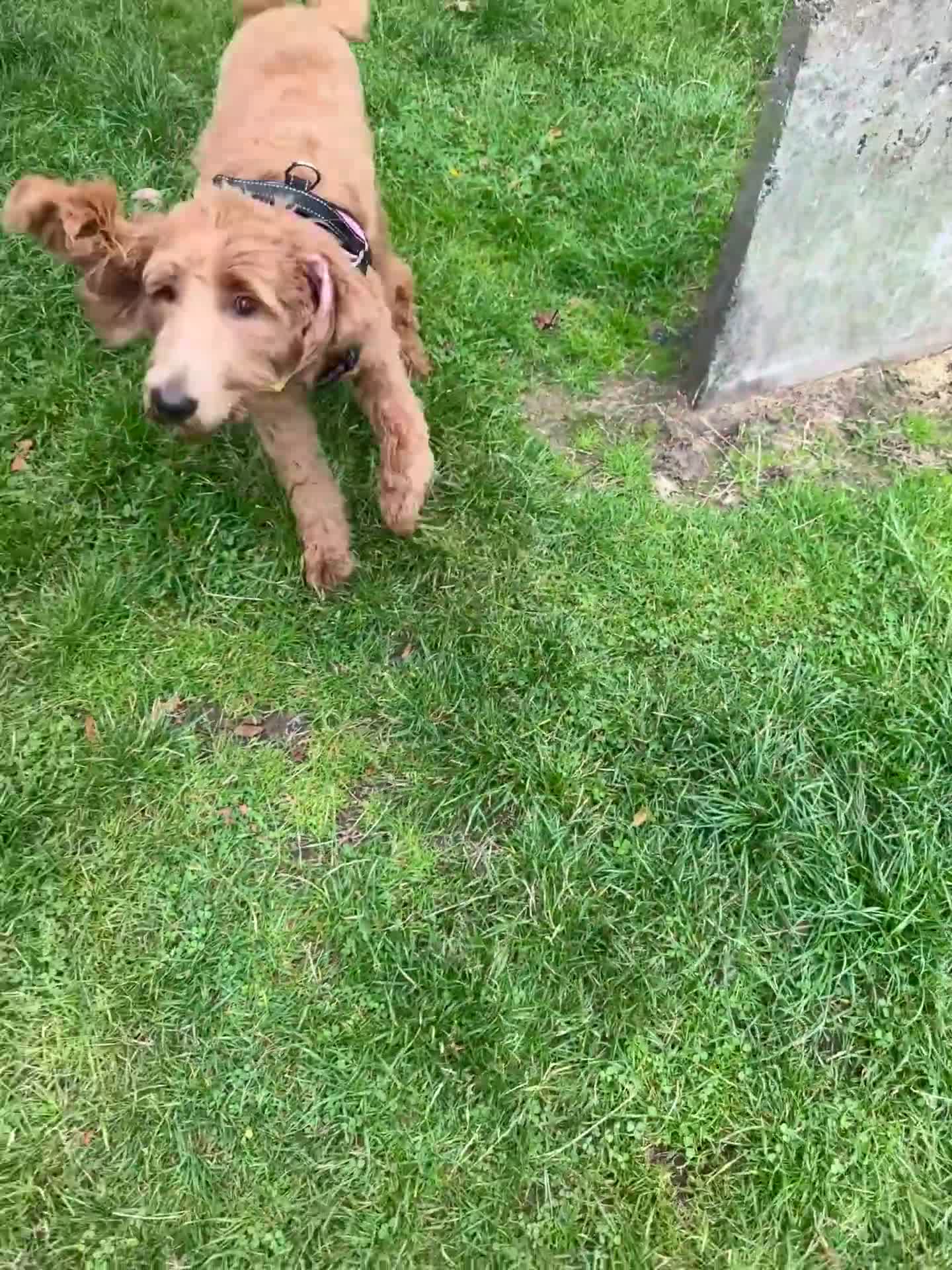 Australian Labradoodle dogs for sale: Australian Labradoodle- 9 months - Medium size  in Glasgow - Video 1