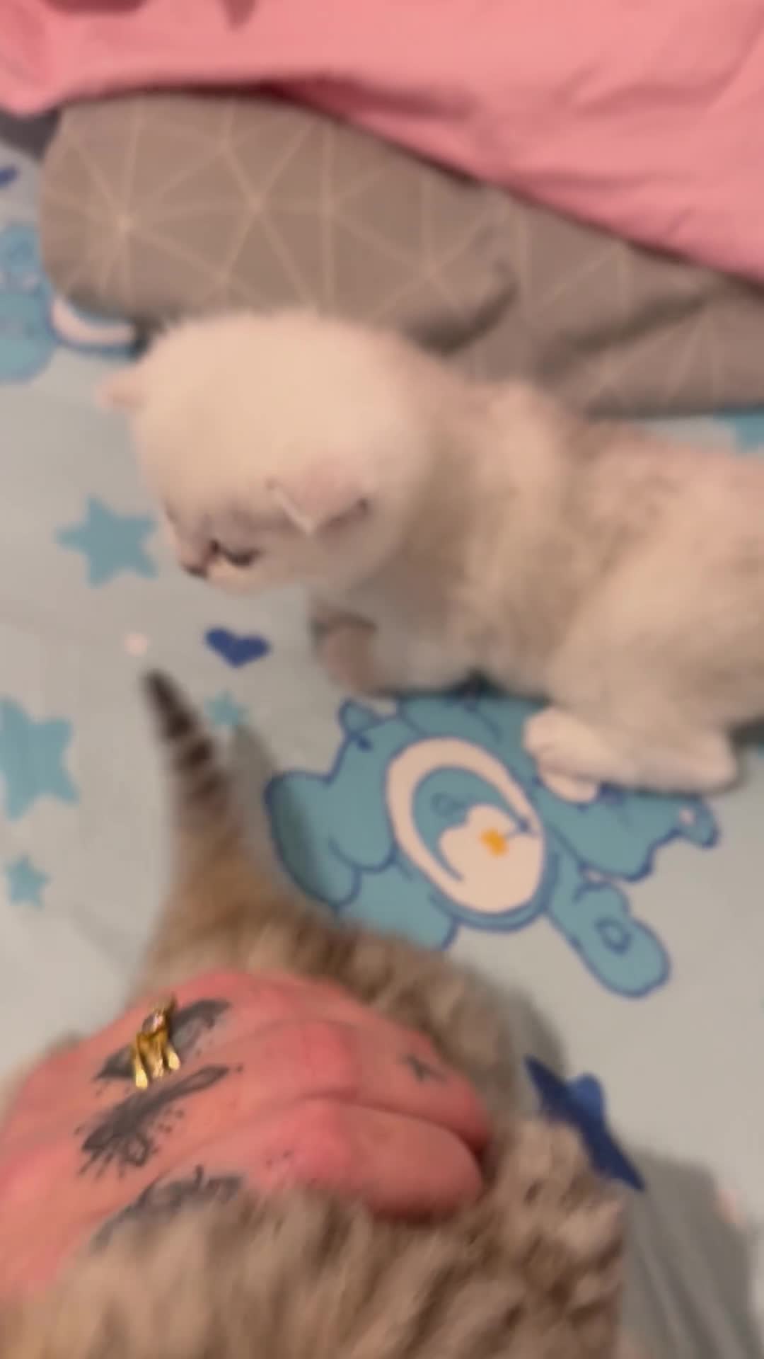 British Shorthair cats for sale: British shorthair kitten  - Video 1