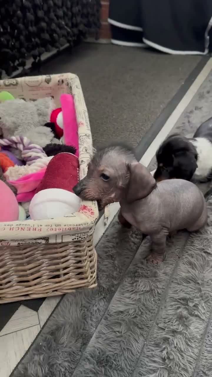 Dachshund dogs for sale: Dachshund cross Chinese crested  - Video 2