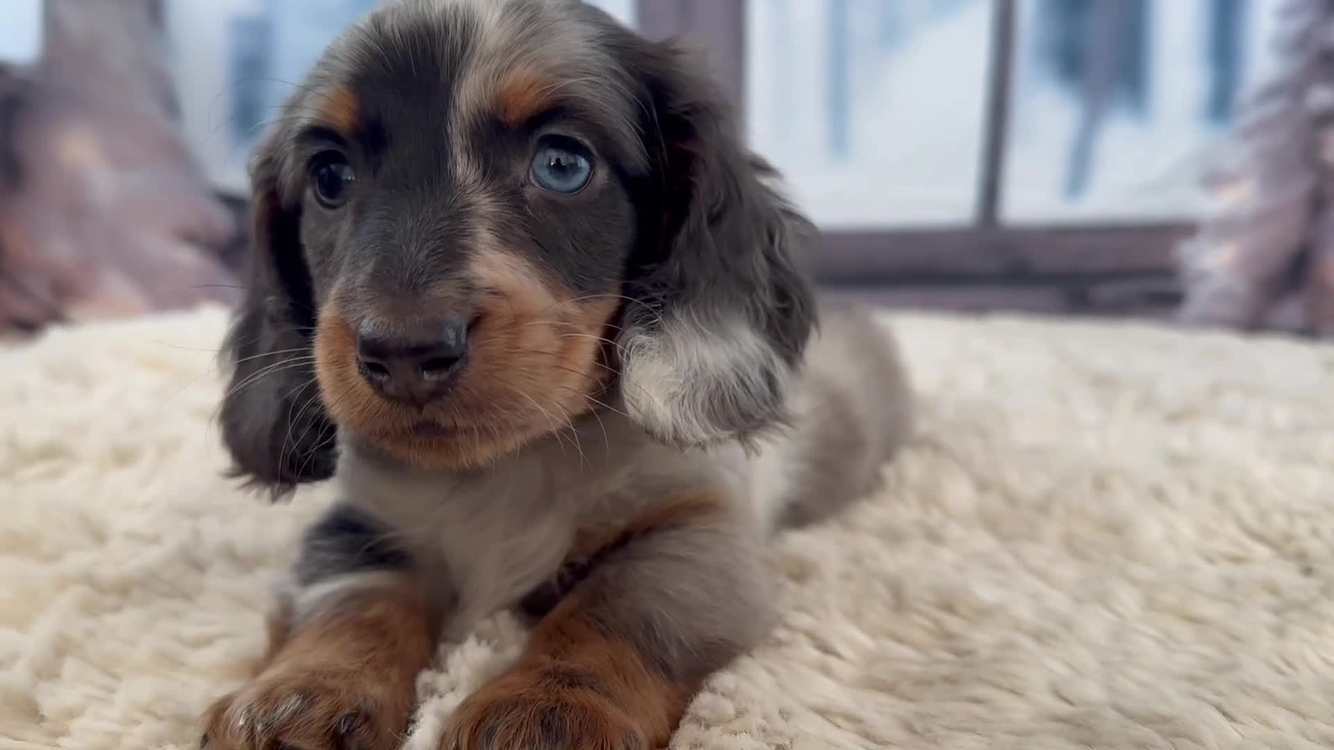 Miniature Dachshund dogs for sale: 👑 MINI LONG HAIRED DACHSHUNDS 👑 - Video 1