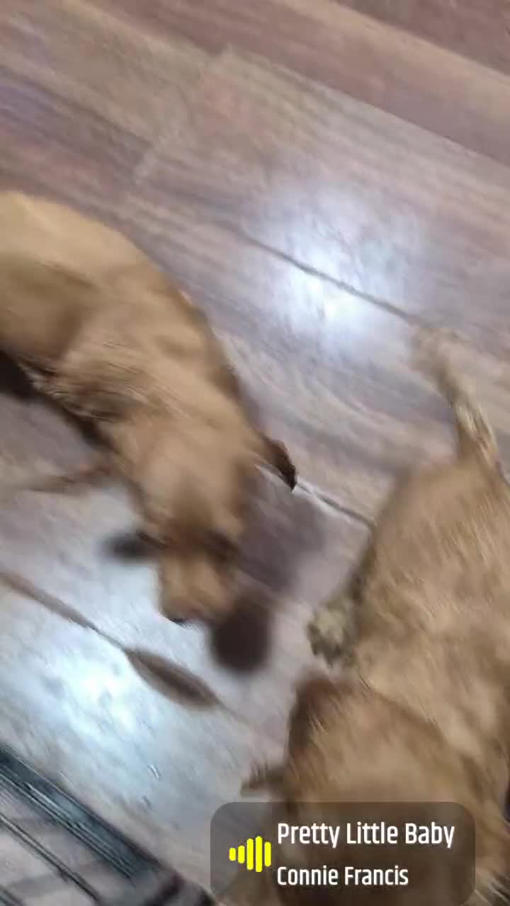 Cocker Spaniel dogs for sale: Beautiful Cocker Spaniels  - Video 3