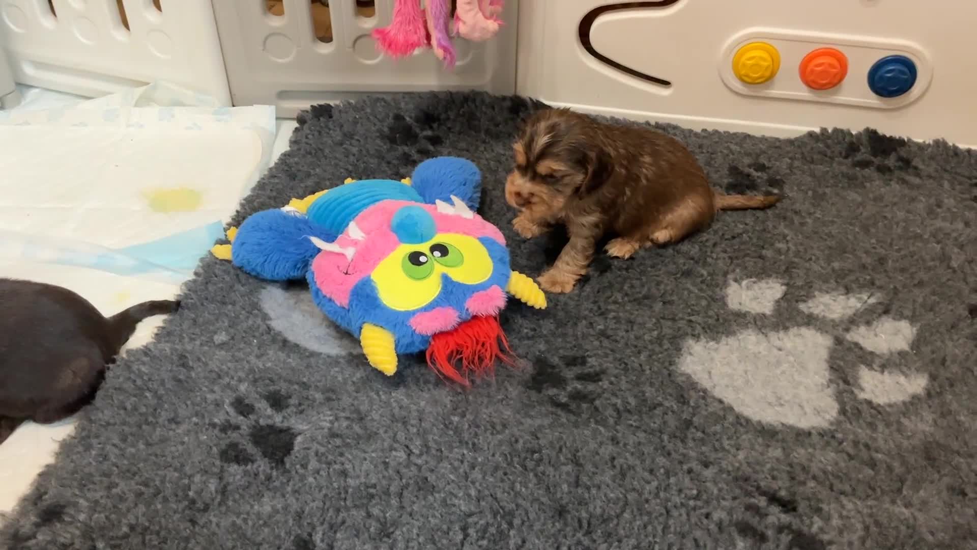 Cocker Spaniel dogs for sale: KC Reg Show Cocker Ext health tested - Video 1
