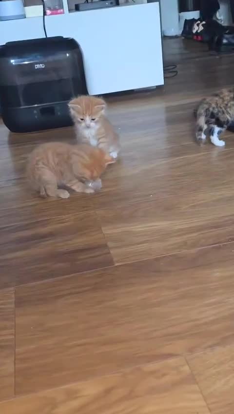 Mixed Breed cats for sale: Ginger kittens 4 left - Video 3