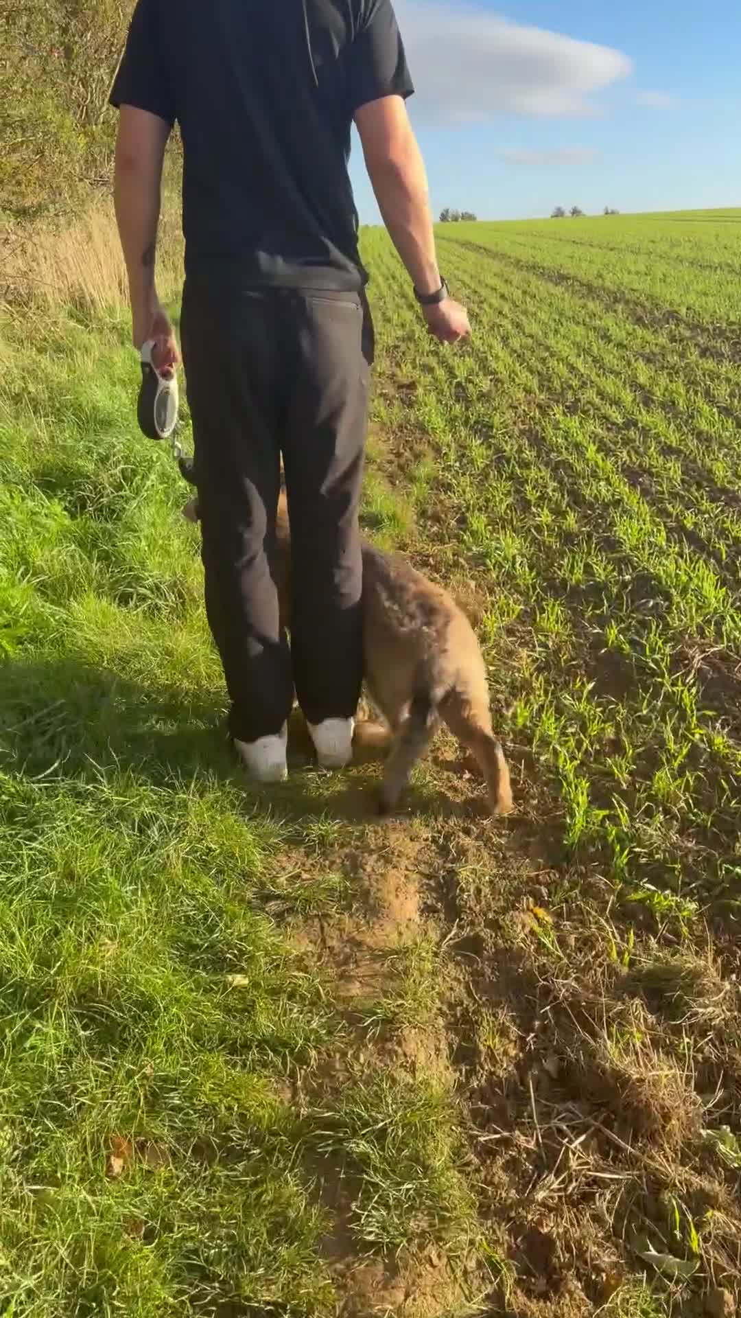 German Shepherd dogs for sale: Blue sable German shepherd  - Video 1