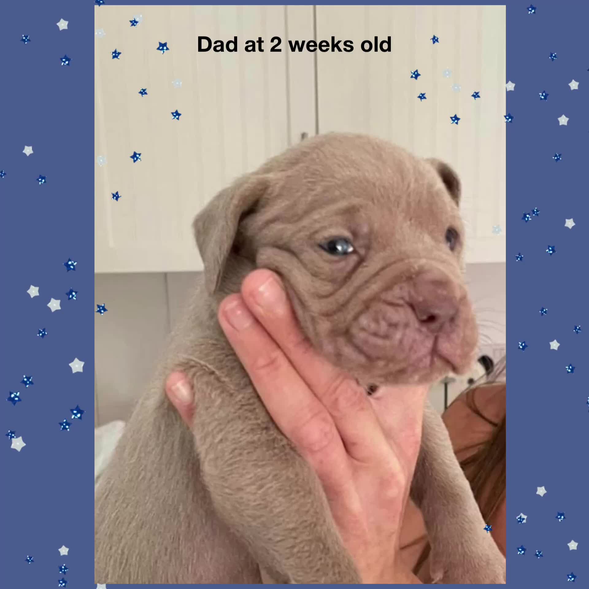 Mastiff dogs for sale: Neapolitan Mix - Video 1