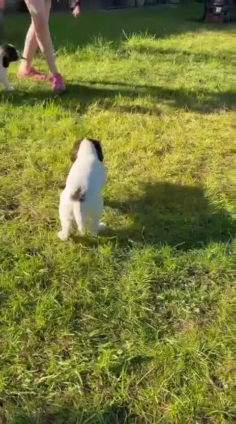 English Springer Spaniel dogs for sale: English springer spaniel  in Southam - Video 3