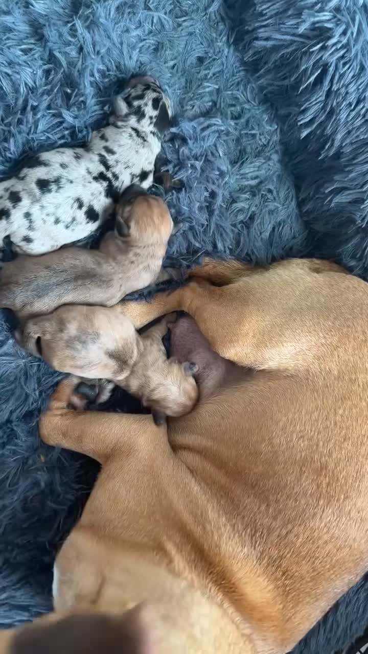 Jack Russell dogs for sale: Rare miniature jack Russell puppies  in Oldham - Video 2