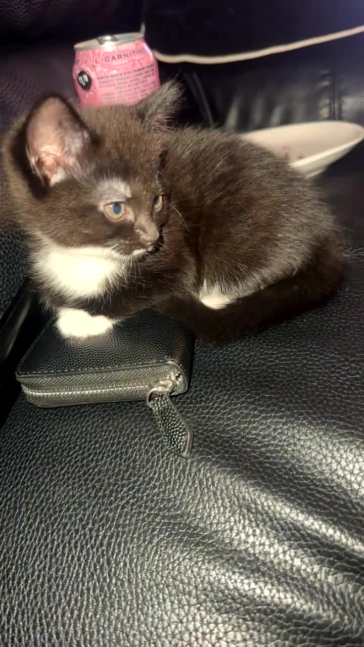 Mixed Breed cats for sale: Male kitten  - Video 1