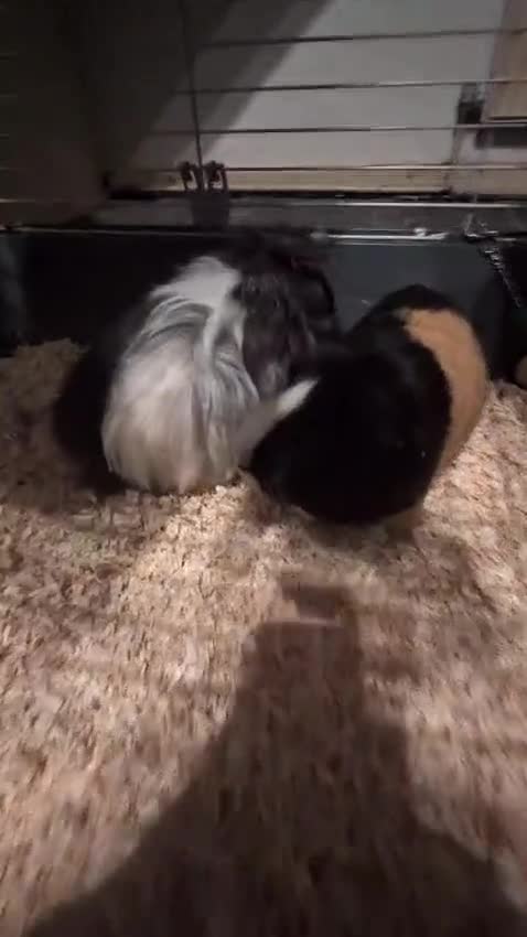 Guinea Pig rodents for sale: Two male guinea pigs and set up for sale  - Video 1