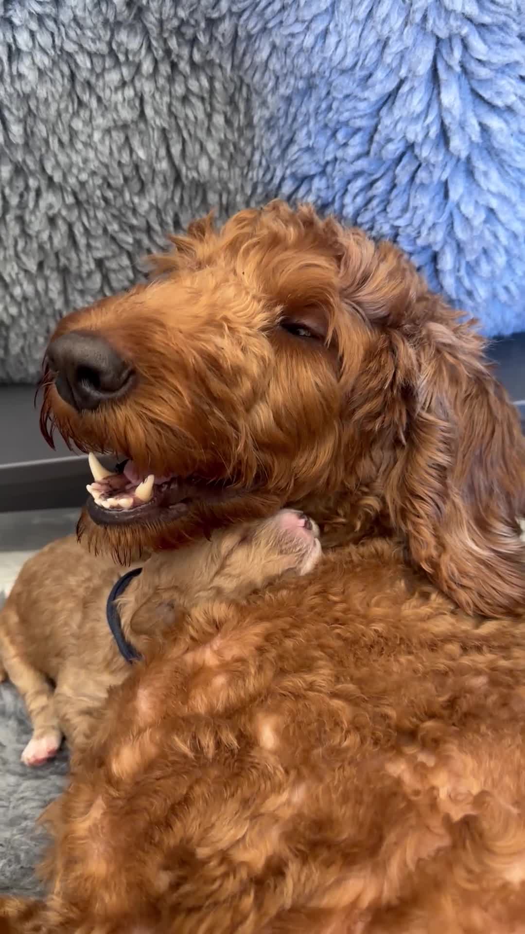 Mini Goldendoodle dogs for sale: EXCEPTIONAL AUSTRALIAN DOODLES 🐾 HEALTH TESTED🐾  - Video 2