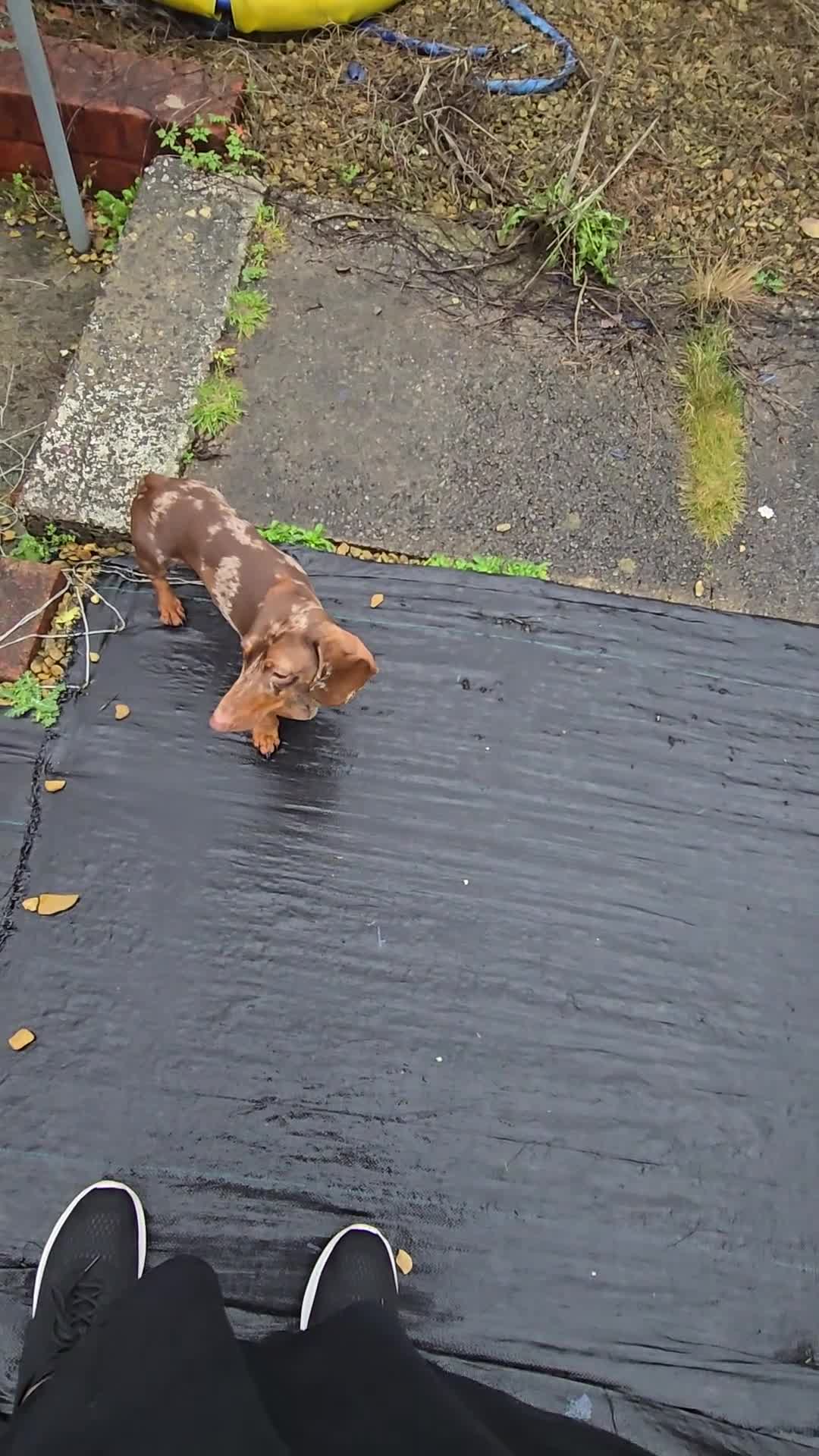 Dachshund dogs for sale: Beautiful boy looking for a forver home  - Video 1