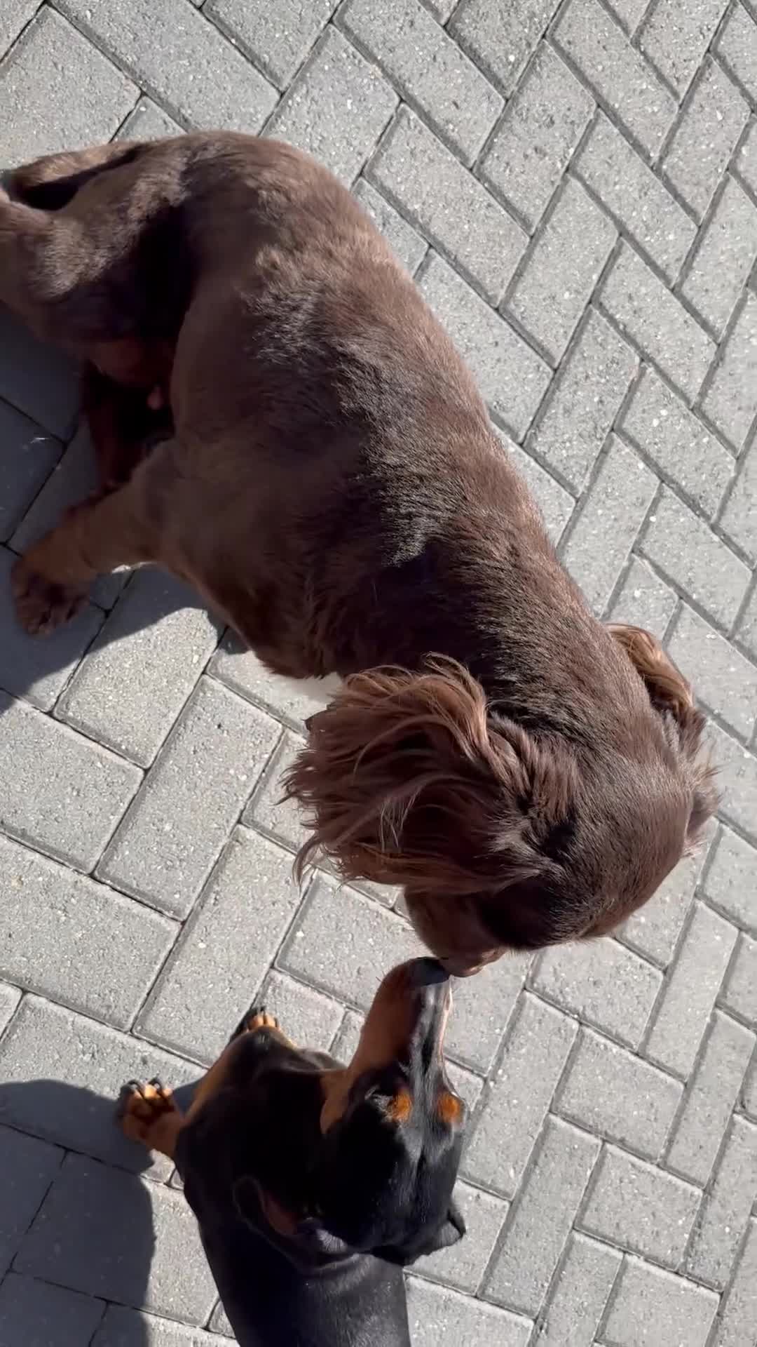 Cocker Spaniel dogs for sale: Coco cocker spanu - Video 1
