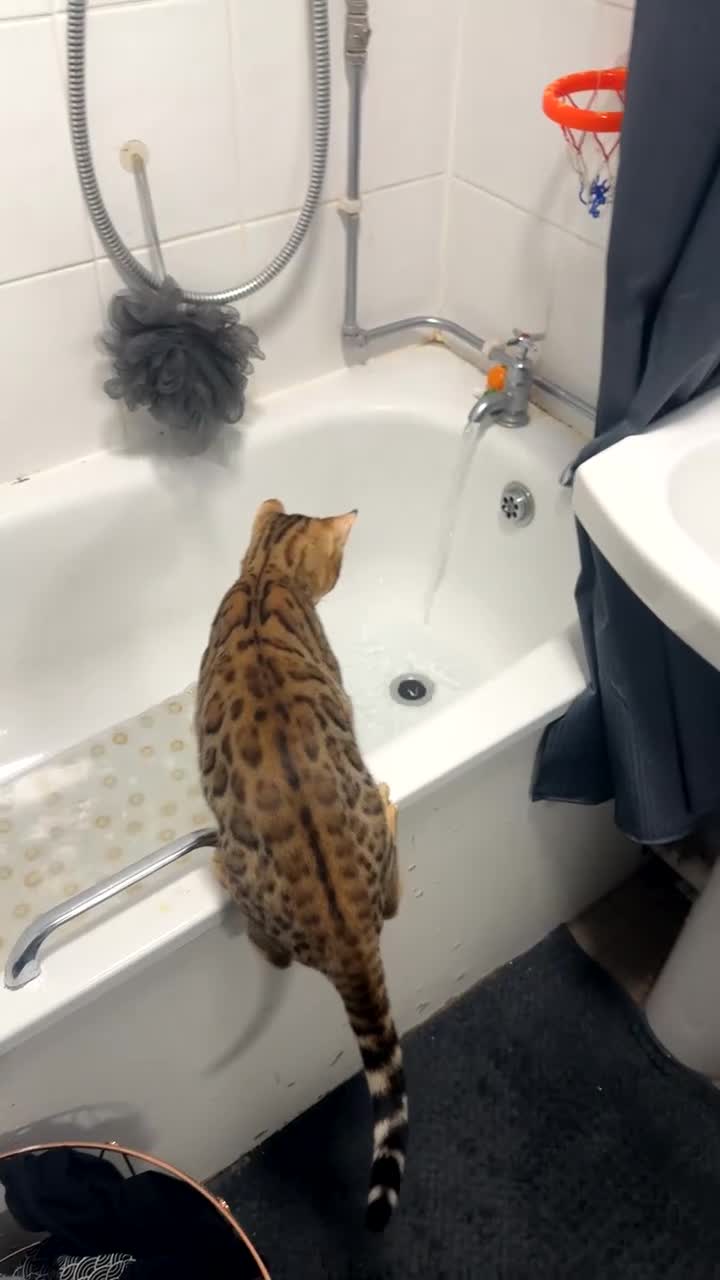 Bengal cats for sale: Beautiful bengal cat  - Video 3