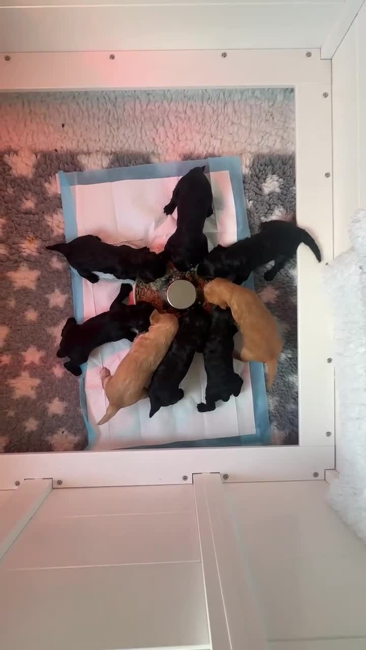 Goldendoodle dogs for sale: Gorgeous Goldendoodle Puppies - Video 2