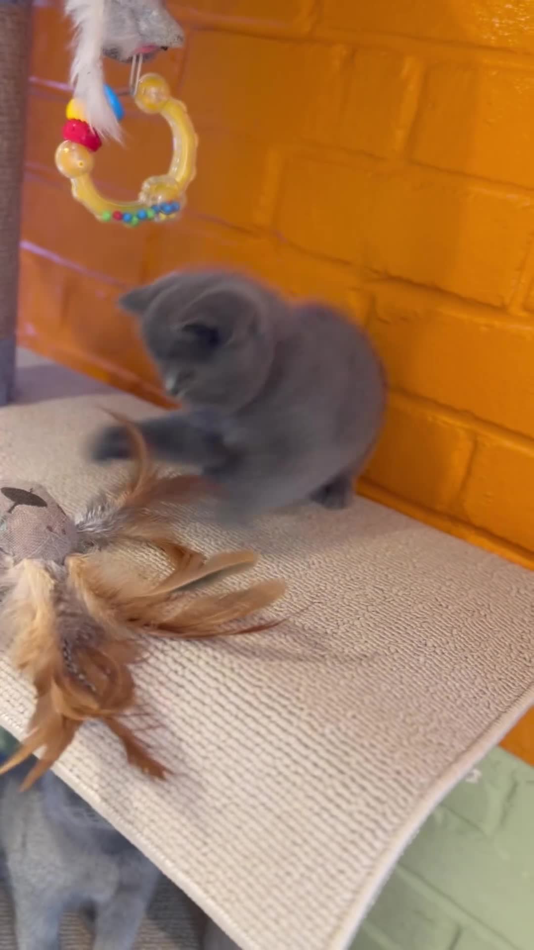 British Shorthair cats for sale: British Shorthair 💝 - Video 2