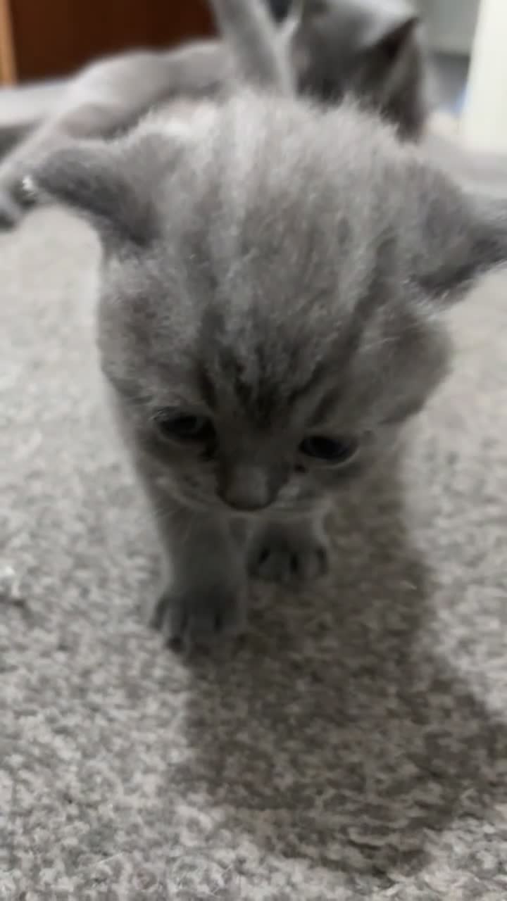 British Shorthair cats for sale: Adorable British shorthair kittens 🐱  - Video 2