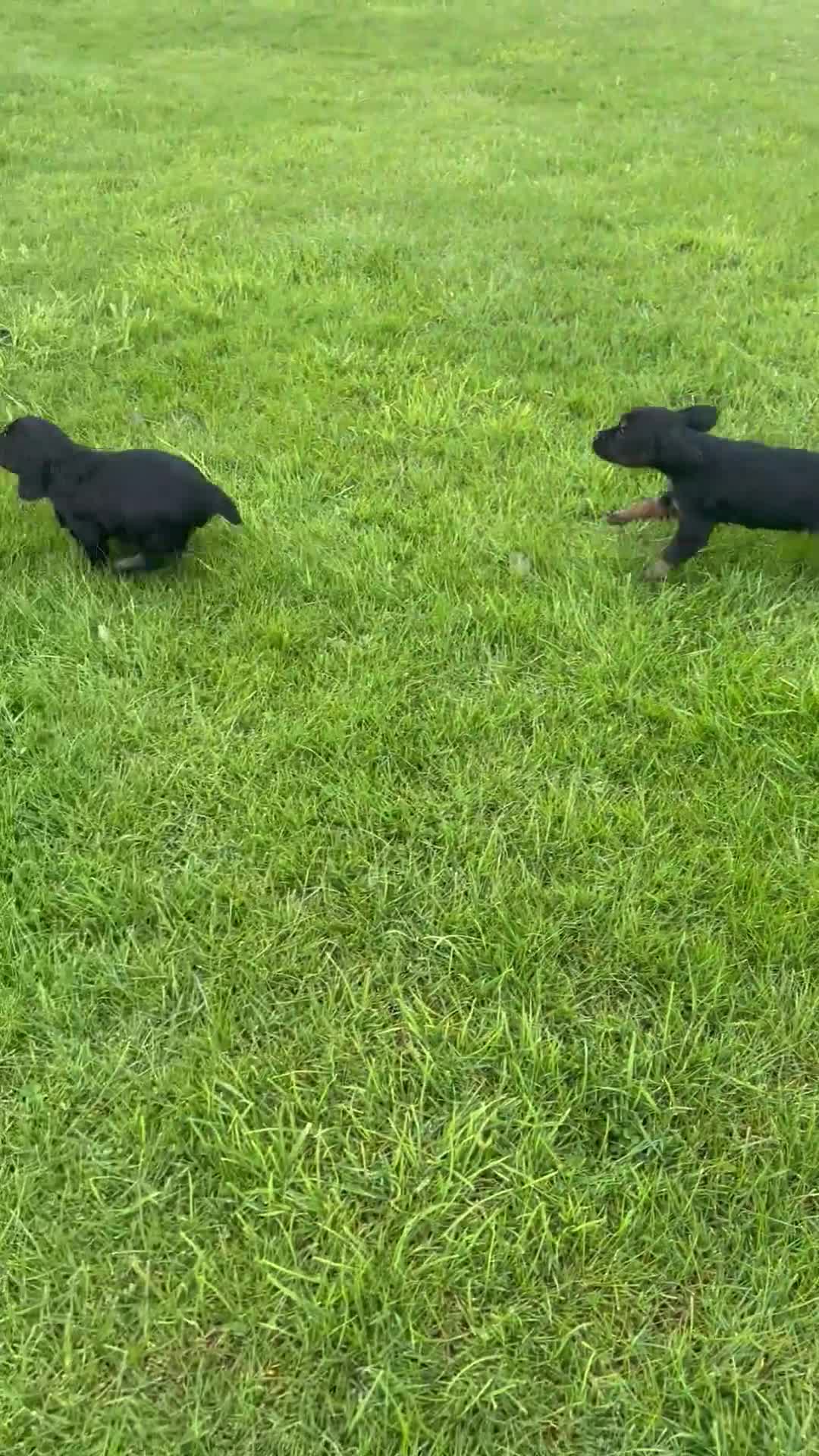 Cocker Spaniel dogs for sale: Black & Tan Girl left. 10 Weeks Old - Video 2