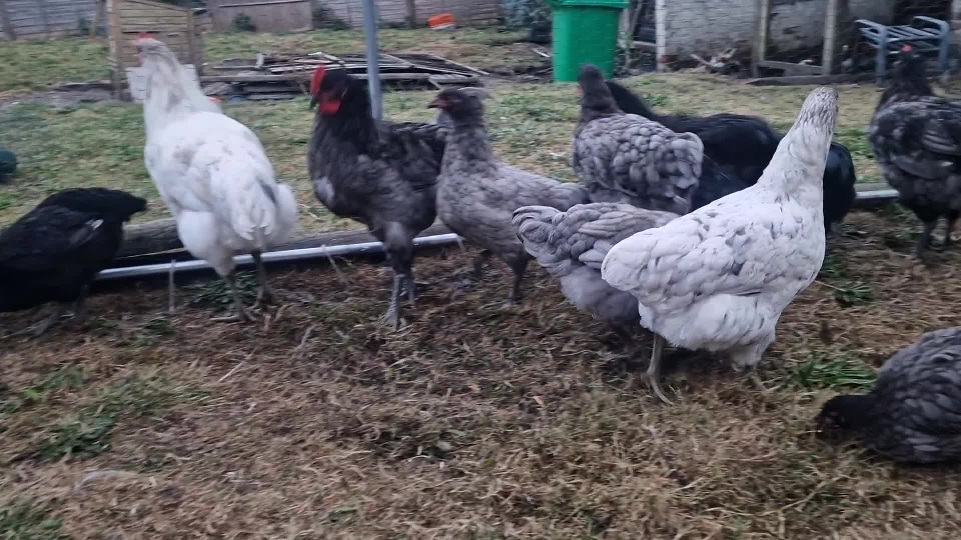 Chickens poultry for sale: Point of Lay hens Jersey Giants, Pekin & Olive egg - Video 1