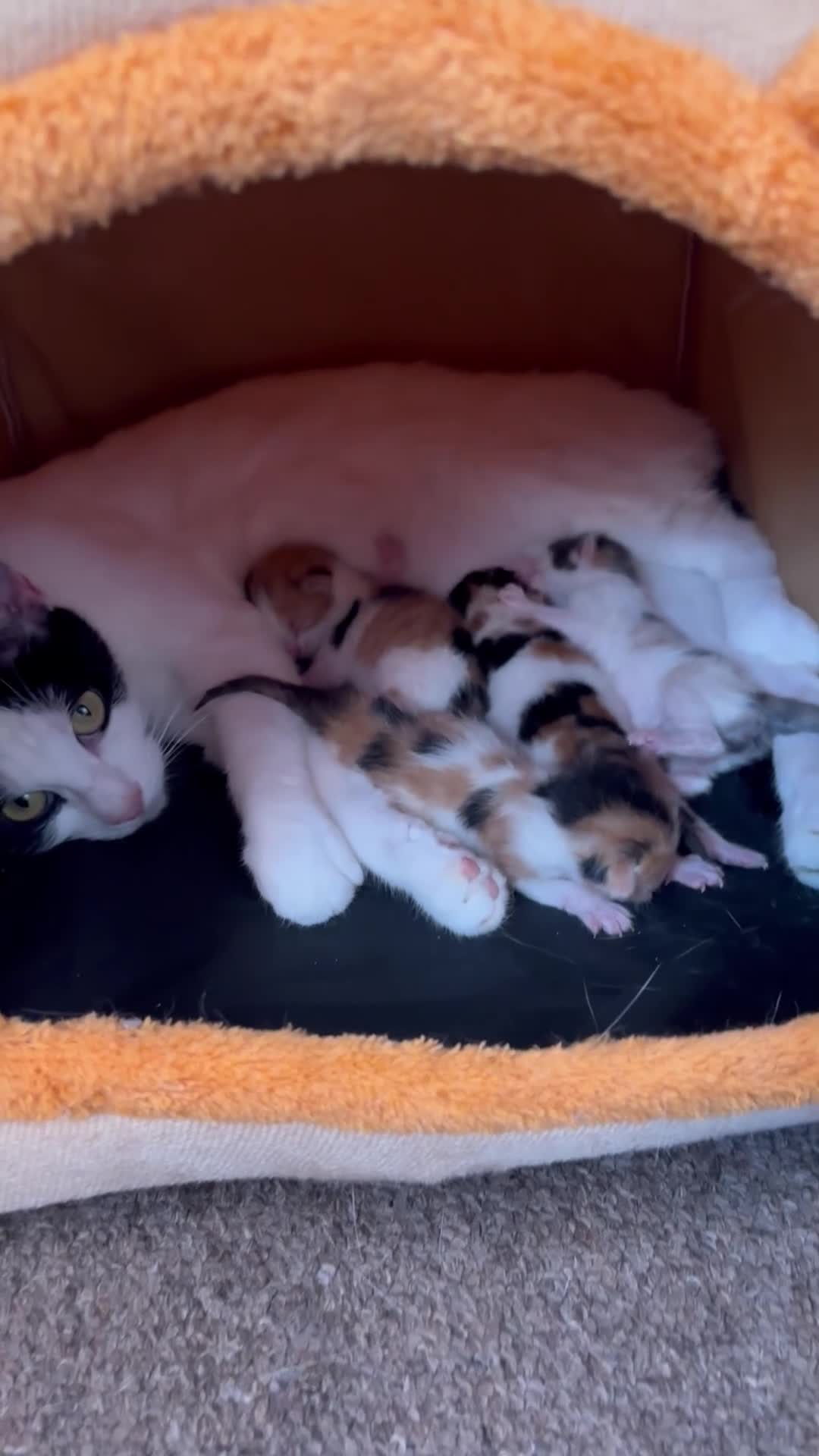 Mixed Breed cats for sale: Three calico kittens  - Video 2