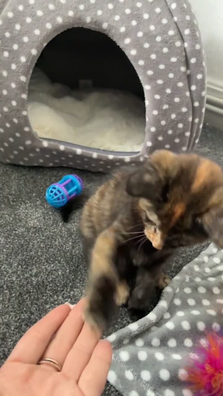Mixed Breed cats for sale: Adorable Tortoiseshell Kitten 🐾 - Video 1