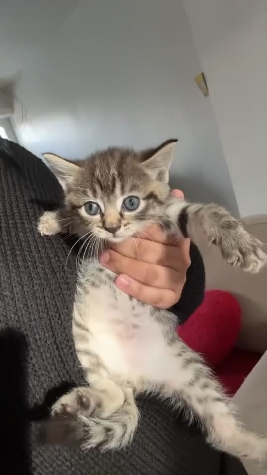 Mixed Breed cats for sale: Female mixed tabby  - Video 1