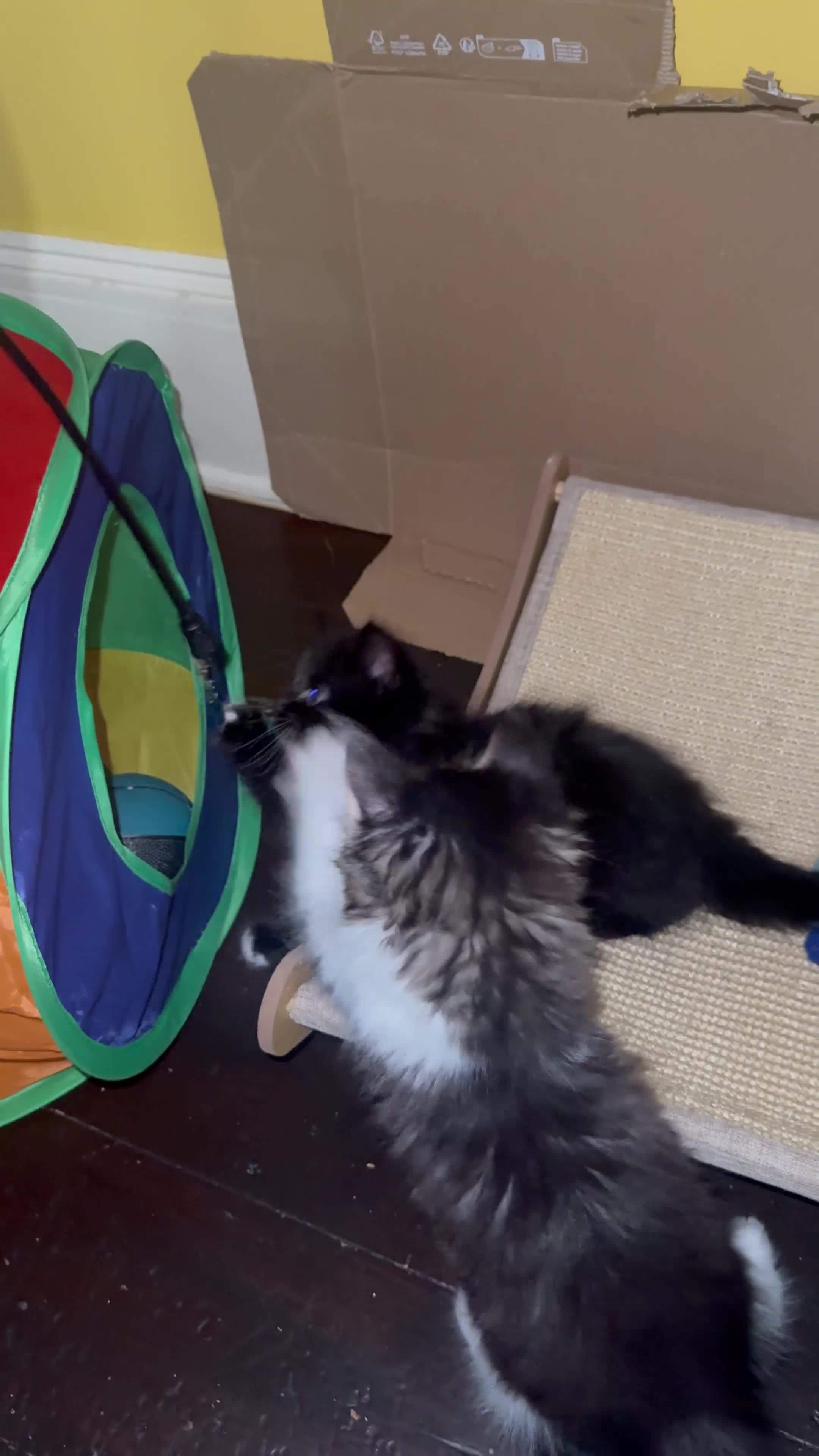 Mixed Breed cats for sale: Female Kittens Looking for Their Forever Homes - Video 2