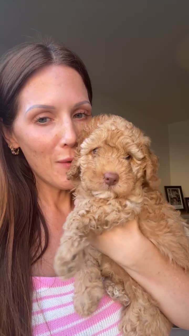Labradoodle dogs for sale: 🐾 Health Tested F1B Mini Labradoodle Puppies 🐾 - Video 3