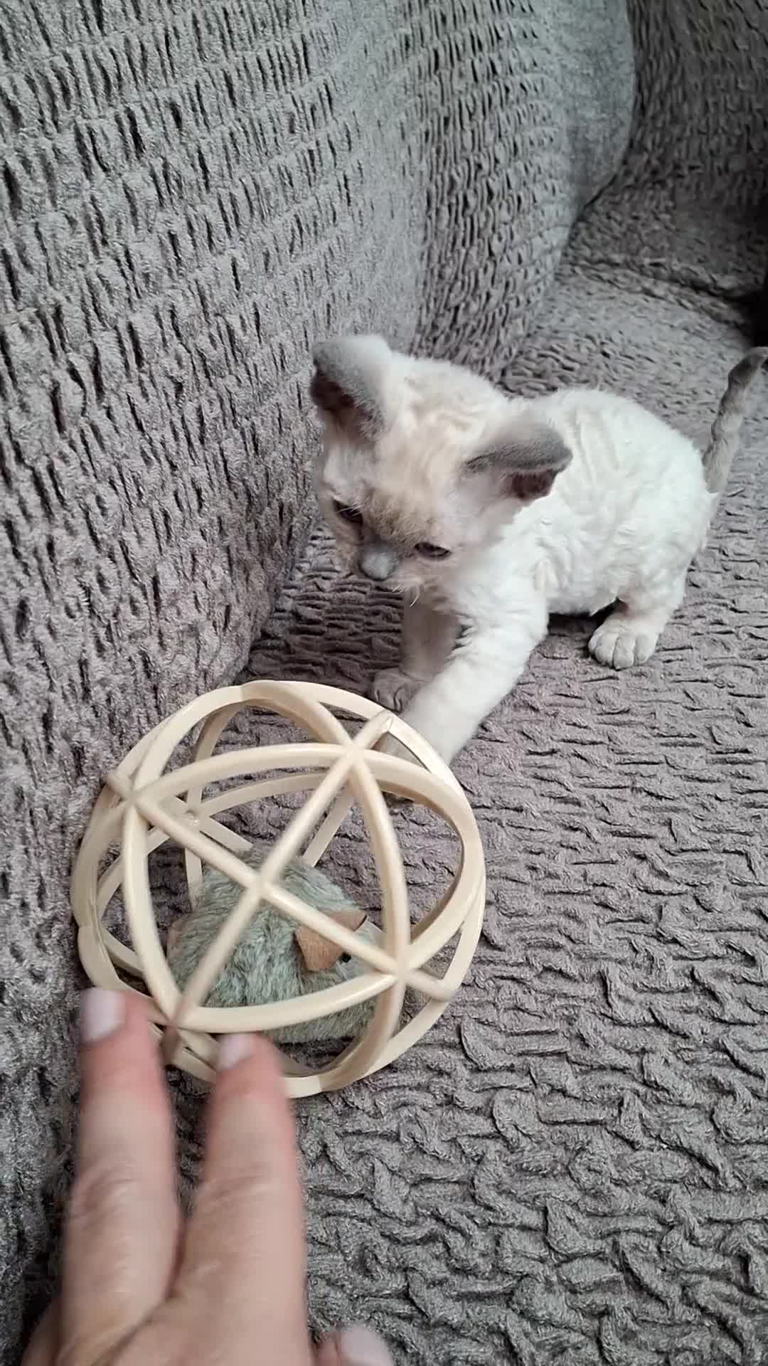 Devon Rex cats for sale: 🌸 Devon Rex with blue eyes FIFE registered  🌸 - Video 1