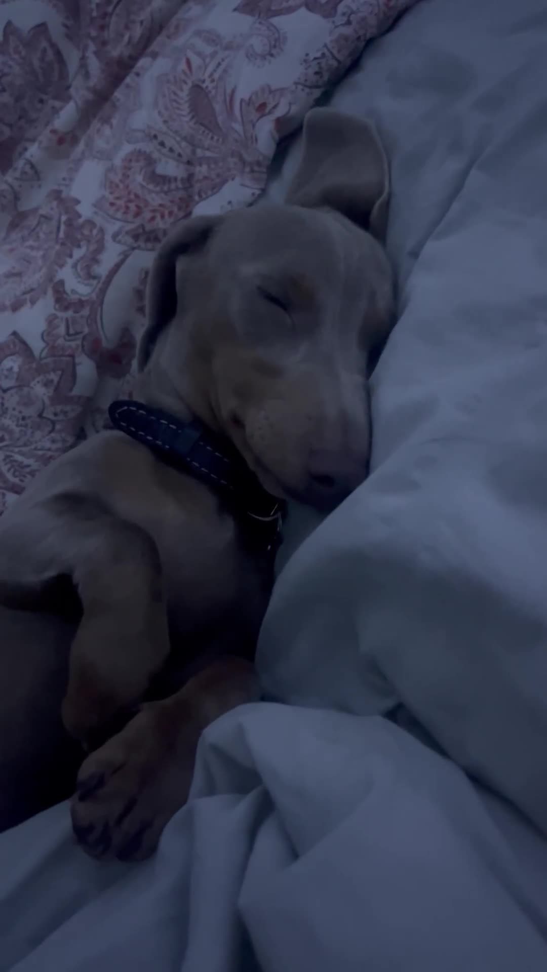 Miniature Dachshund dogs for stud: Miniature Dachshund Stud KC Registered - Video 1